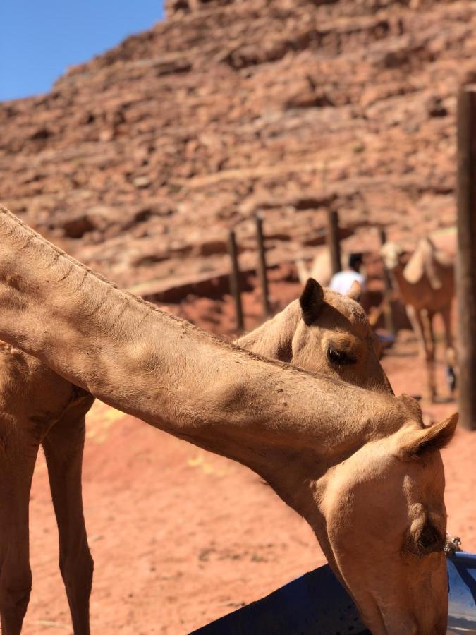 Rum Desert Princess Camp Wadi Rum Esterno foto