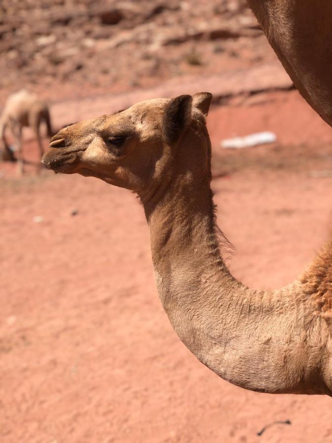 Rum Desert Princess Camp Wadi Rum Esterno foto